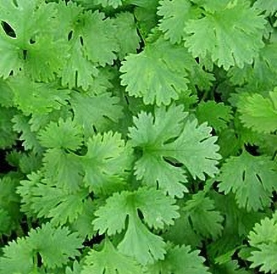 LPT HARA DHANIYA Seed(500 per packet)