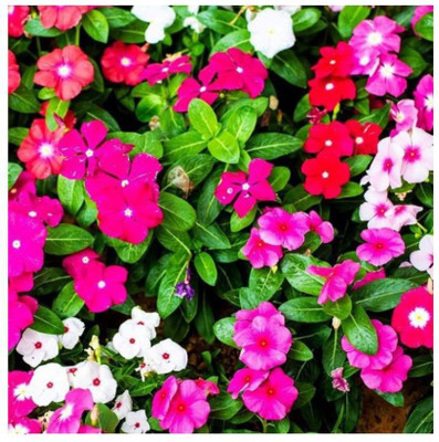 CORUS Vinca Mixed Hybrid Flower Seed(80 per packet)