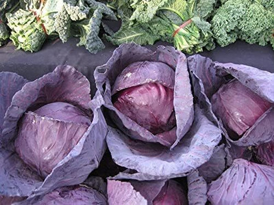 WILLVINE MEH -IX Red Cabbage Seeds [25g] Seed(7500 per packet)