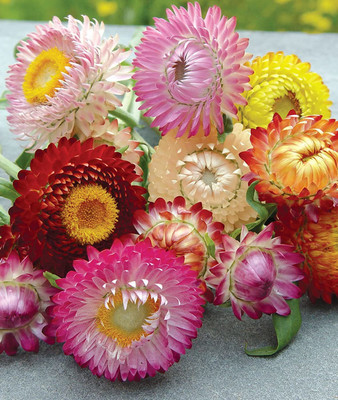 CYBEXIS Imp. Zinnia Seeds Beautiful Bright Crisp Colors Seed(25 per packet)