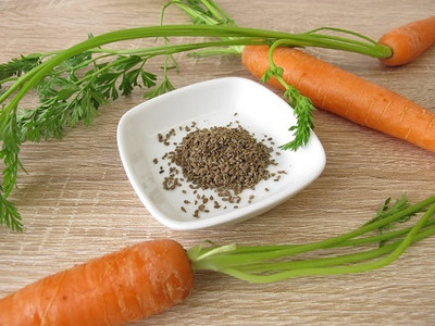 CYBEXIS Topweight Imported Carrot Variety1000 Seeds Seed(1000 per packet)