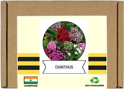 CYBEXIS Dianthus Flower Seeds400 Seeds Seed(400 per packet)