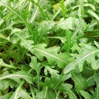 CYBEXIS XLL-69 - Arugula Roquette Variety - (2250 Seeds) Seed(2250 per packet)