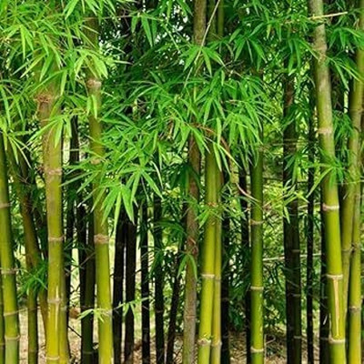 BDSresolve Bamboo fencing for gardening Seed(23 per packet)