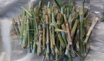 BDSresolve Napier grass stick for elelphant /cow/bafollo Seed(33 per packet)
