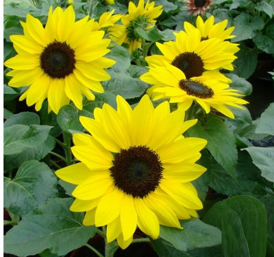 Sunway Sunflower Suntastic Yellow with Black Center Surajmukhi Seed(50 per packet)