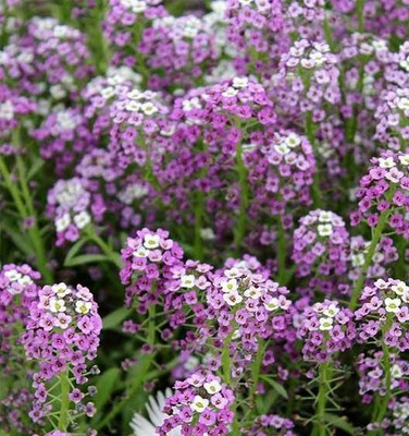 VINGTON Alyssum Seeds - Wonderland Series Seed(50 per packet)