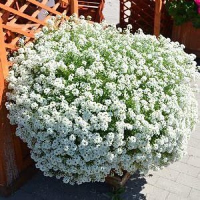 Aywal Alyssum Hybrid Flower Seeds For Kitchen Gardening Seed(30 per packet)