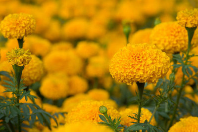 VERDOR marigold/gende ka phool flower seeds Seed(50 per packet)