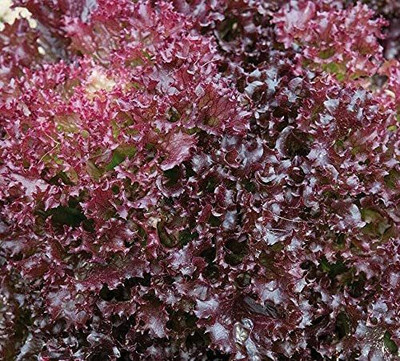 CYBEXIS Hybrid Seeds of Lettuce Lollo Rossa2000 Seeds Seed(2000 per packet)
