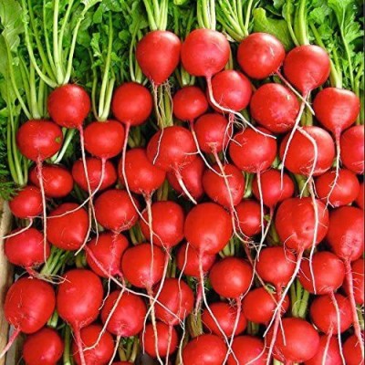 CYBEXIS PUAS-43 - Rivoli Hybrid Radish - (750 Seeds) Seed(750 per packet)