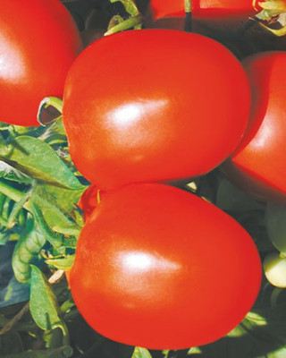 CYBEXIS T.H.-390 Hybrid Tomato2000 Seeds Seed(2000 per packet)