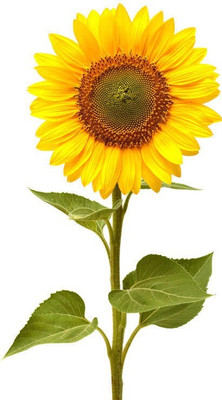 Pbevergreen sunflower beautiful flower hybrid seeds 1-packet Seed(70 per packet)