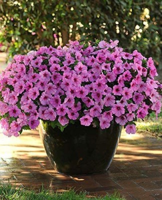 CYBEXIS GBPUT-61 - Mixed Petunia Climbing Flower - (180 Seeds) Seed(180 per packet)