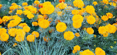 Herbex marigold,gende ka phool seeds Seed(20 per packet)
