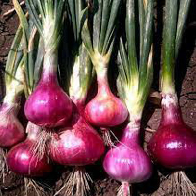 SREE Onion Seeds, Organic Onion Seeds, Kanda, Peyaj, Onion Hybird Seed(140 per packet)