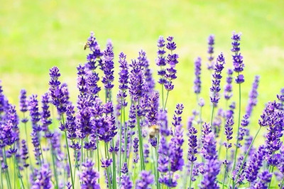 Quentova Lavender Seeds Seed(150 per packet)
