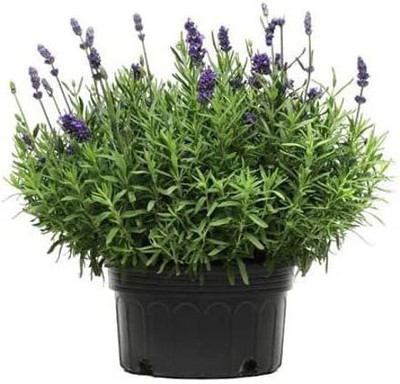 WILLVINE VXI-165 Lavender Lavance Deep Purple Seed(500 per packet)