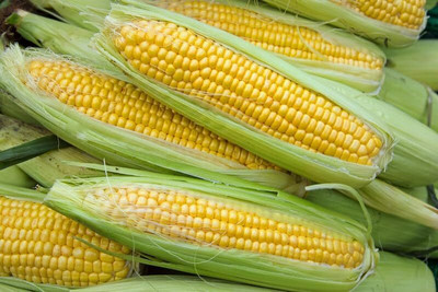 LPR SWEET CORN,BUTTA SEEDS Seed(100 per packet)