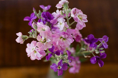 Aywal Deep Rose Ten Week Dwarf Stocks (Matthiola Icana) Seed(80 per packet)
