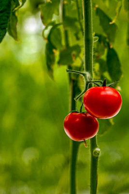 UGRA tomato Seed(130 per packet)