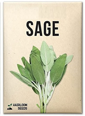WILLVINE F1 Hybrid Sage-1250 Seeds Seed(1250 per packet)