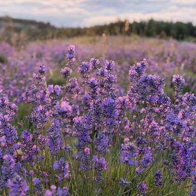 VibeX GUA-49 - (Lavandula Angustifolia - Vera) Munstead - (2250 Seeds) Seed(2250 per packet)
