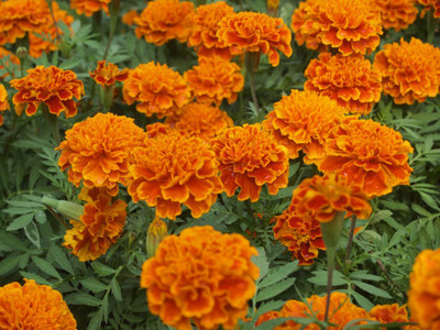 SSPLANTS marigold,gende ka phool Seed(30 per packet)