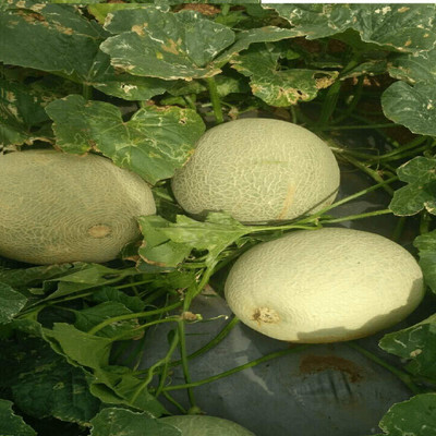 KNESSiN F1 Hybrid VegetableMuskmelon Seeds Seed(100 per packet)