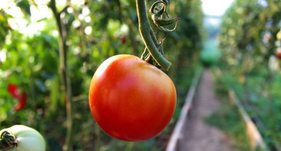OUR BAZAAR tomato Seed(135 per packet)