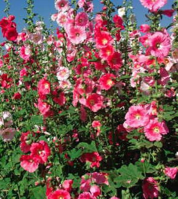 Mozette Exotic holly hock Seed(37 per packet)