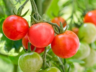 Arshiayat Tomato Seeds Seed(48 per packet)