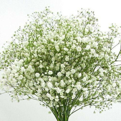 ME Traders Exotic Gypsophila Flower Seed(68 per packet)