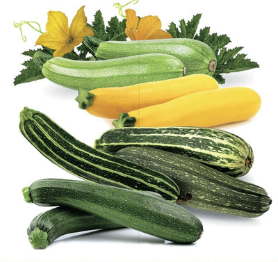 Qualtivate PUA-8A Zucchini Courgette Squash Summer Mix Seed(30 per packet)