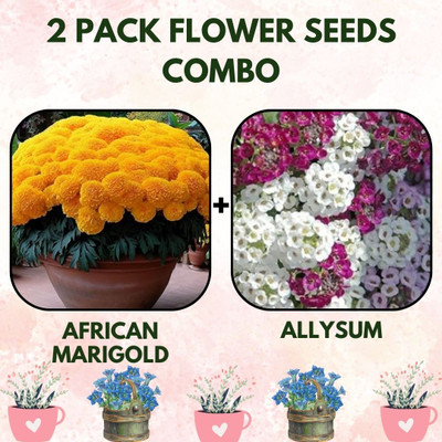 Infiniteseeds 2 Pack Combo of African Marigoold and Allysum Flower Seeds Packet Seed(2 per packet)