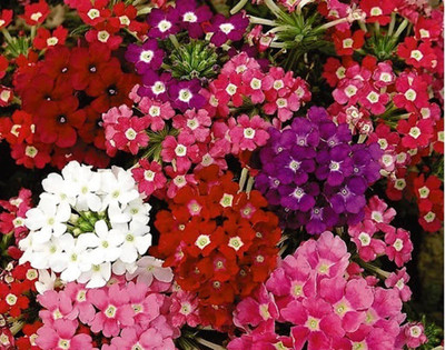 Quentova Mix - Verbena Flower Seed(80 per packet)