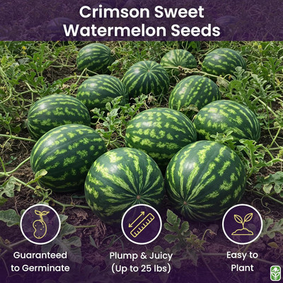 Biosnyg Disease-Resistant Crimson Watermelon Seeds For Planting-(100 Seeds) Seed(100 per packet)