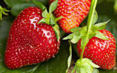 XOLDAA XOLDAA F1quality hybrid strawberry seeds Seed(50 per packet)