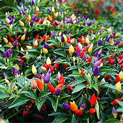 TRICONE Ornamental Vegetables Seeds Chilli Non Gmo Hybrid Mirch 40 Seeds V5 Seed(40 per packet)