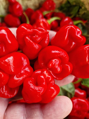 Biosnyg Organic Reaper Perfume Chilli Seeds For Gardening-(2000 Seeds) Seed(2000 per packet)
