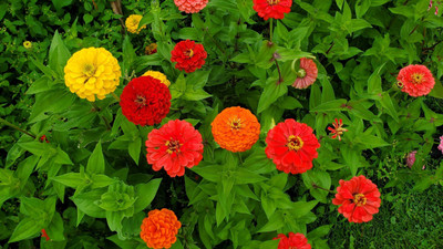 Quentova Zinnia California Flower Mix-VII-8I Seed(75 per packet)
