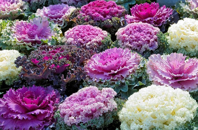 WILLVINE GOI -I Ornamental Cabbage Kale Flower [50g] Seed(15000 per packet)