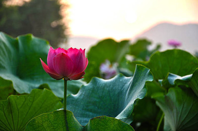 hybrid okra seeds lotus,kamal gatta Seed(11 per packet)