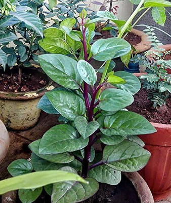 Qualtivate RES-8A Malabar Red Stem Spinach Phooi Leaf Seed(50 per packet)