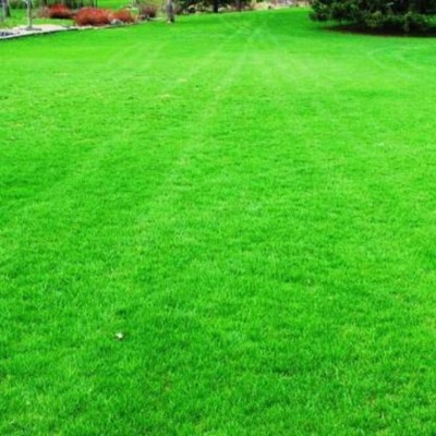 ibains Korean carpet garden grass seeds Seed(11400 per packet)