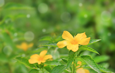 Profchef kanakambaram-firecracker-crossandra Seed(37 per packet)