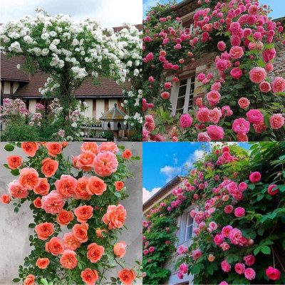 ibains Climbing Rose Seeds Mix Colour no of seeds 20 Seed(20 per packet)