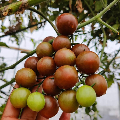 eShoptail Black Cherry Tomato Seeds Seed(5 g)