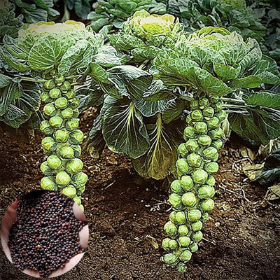 KNESSiN Brussels Sprout Seed(200 per packet)