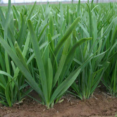CYBEXIS Hybrid Leek/Chives Seeds Featured Natural Grow Rest Assured700 Seeds Seed(700 per packet)